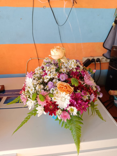Bunga Meja Palangkaraya